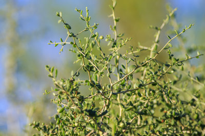 Desert Thorn (Lycium andersonii)