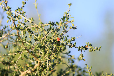 Desert Thorn (Lycium andersonii)