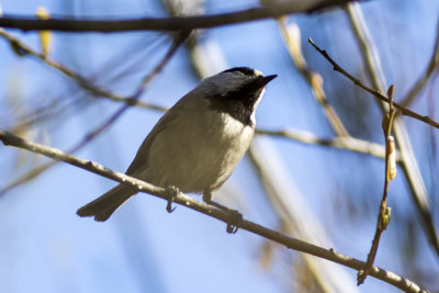 Mountain Chickadee