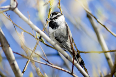 Mountain Chickadee