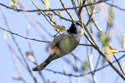 Mountain Chickadee