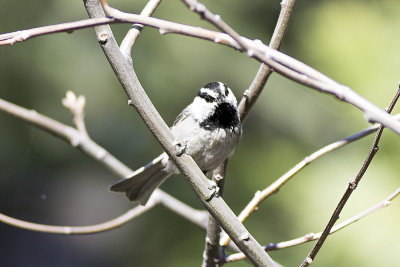 Mountain Chickadee