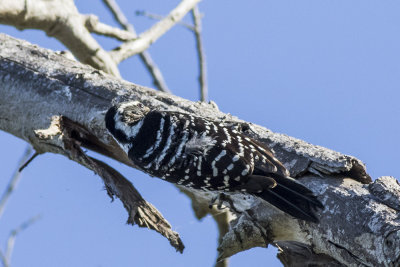 Nuttal's Woodpecker