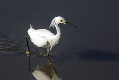 Snowy Egret