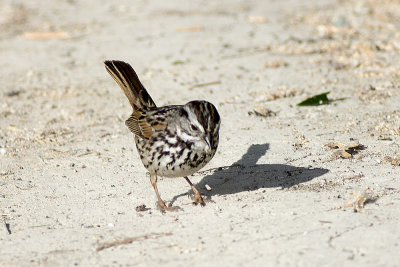 Song Sparrow