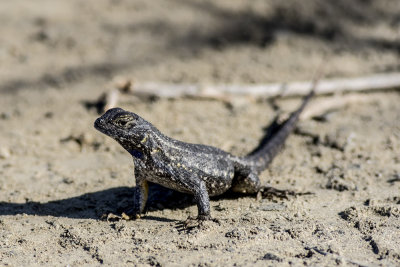 Western Fence Lizard (Sceloporus occidentalis)