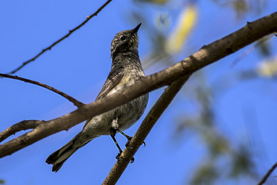 (Myrtle) Yellow-rumped  Warble