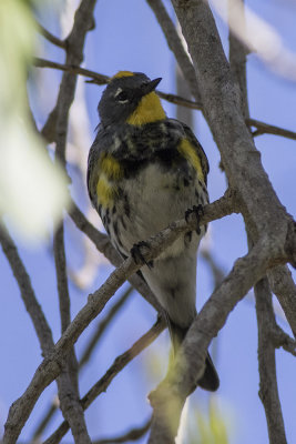 Yellow-rumped Warbler