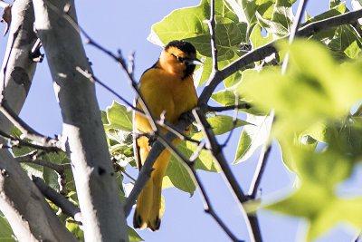 Bullock's Oriole