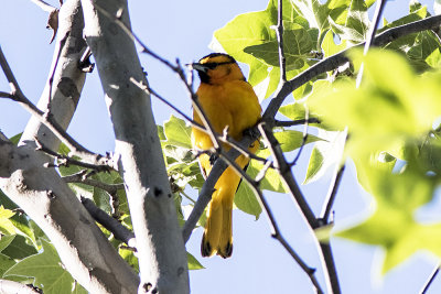 Bullock's Oriole