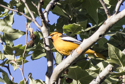 Bullock's Oriole