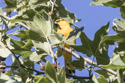 Bullock's Oriole