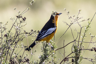 Bullock's Oriole