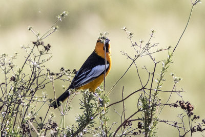 Bullock's Oriole