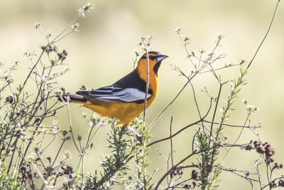 Bullock's Oriole