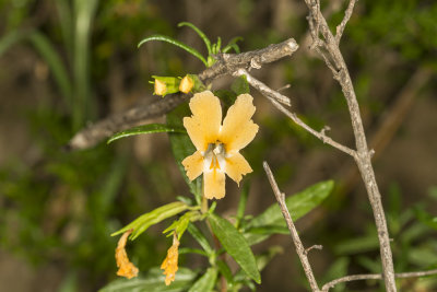 Sticky monkeyflower  (Diplacus aurantiacus )