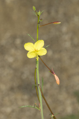 California Primrose (Eulobus californica)