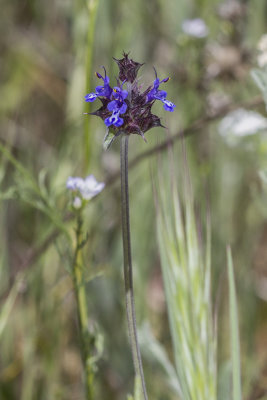 Chia  (Salvia columariae)