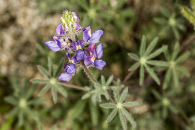 Arizona Lupine (Lupinus arizonicus)