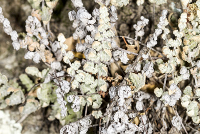 Cotton Fern (Cheilanthes newberryi)
