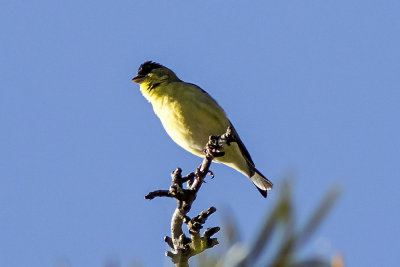 Lesser Goldfinch