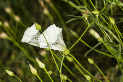 Mornina Glory (Calystegia macrostegia tenuifolia)