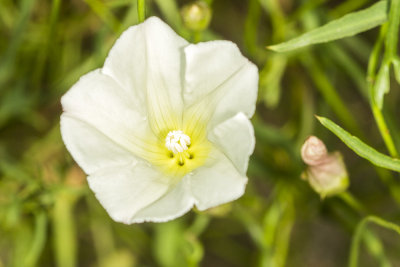 Mornina Glory (Calystegia macrostegia tenuifolia)