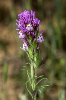 Owl's Clover  (Castilleja exserta)