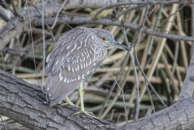 Black-crowned Night Heron