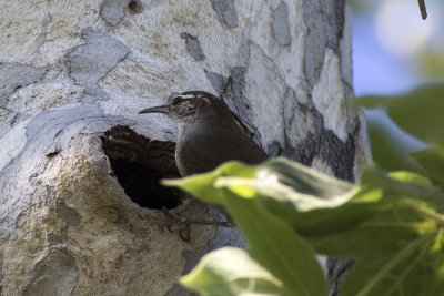 Bewick's Wren