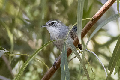 Bewick's Wren