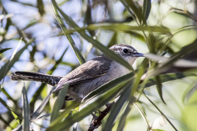 Bewick's Wren