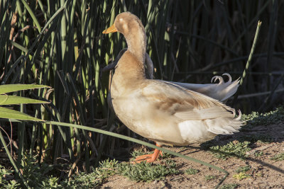 Domestic Duck Hybrid