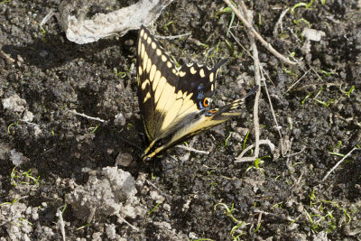 Anise Swallowtail   (Papilio zelicaon)