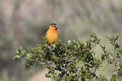 Bullock's Oriole