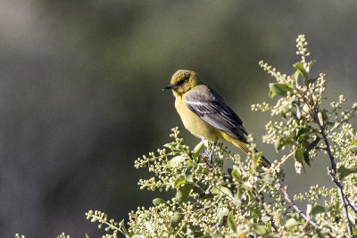 Scott's Oriole