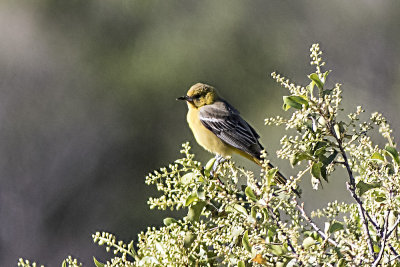 Scott's Oriole