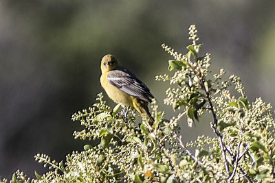 Scott's Oriole