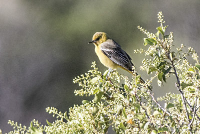 Scott's Oriole