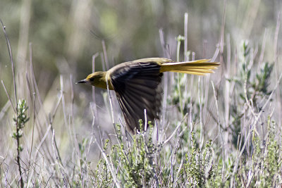 Scott's Oriole