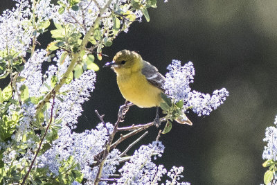 Scott's Oriole