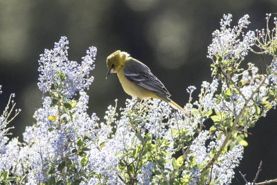 Scott's Oriole