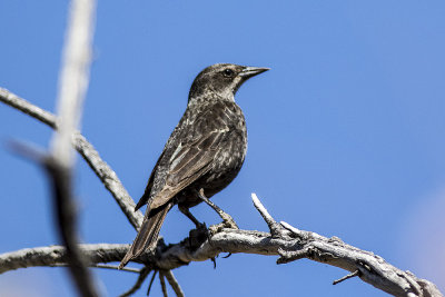 Tricolored Blackbird