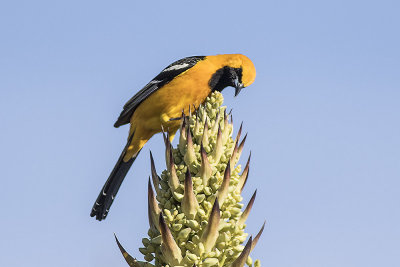 Hooded Oriole