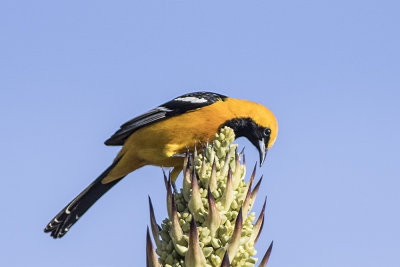 Hooded Oriole