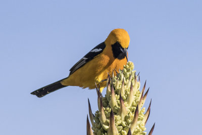 Hooded Oriole