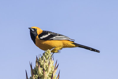Hooded Oriole