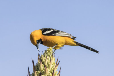 Hooded Oriole