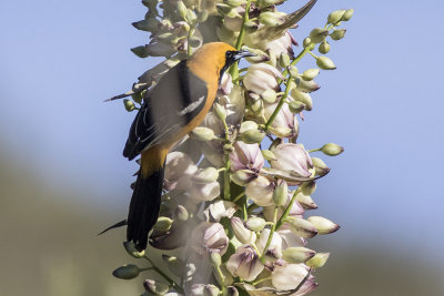 Hooded Oriole