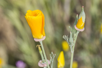 California Poppy (Eschscholiza californica)